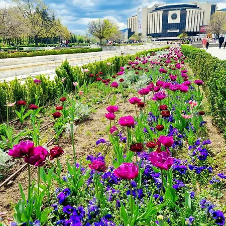 Tulip Dreamland Sofia